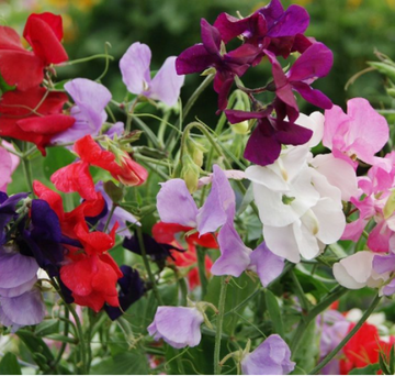 Scented  Spencer Mixed Sweet Pea Plants