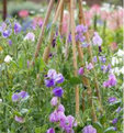 PRE ORDER - Scented Spencer Mixed Sweet Pea Plants - LARGE STRIP PACKS.