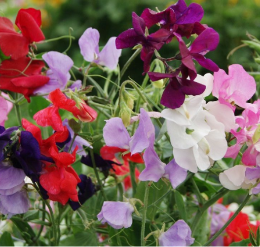 PRE ORDER - Scented Spencer Mixed Sweet Pea Plants - LARGE STRIP PACKS.