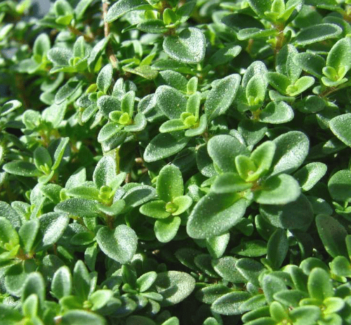 Scented Thyme Lemon- 10cm Pot - Herb.