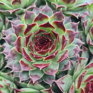Sempervivum Taurus  (Houseleeks)  Mixed Succulent Alpine plants
