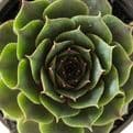 Sempervivums (Houseleeks) Hardy Mixed Succulent Alpine plants.