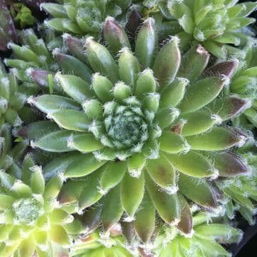 Sempervivums (Houseleeks) Hardy Mixed Succulent Alpine plants