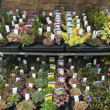 Small Perennial Hardy Alpines