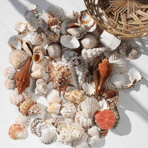 Small Wicker Basket of Mixed Sea Shells - 4