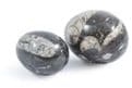 Solid Orthoceras Nautiloids  Egg.