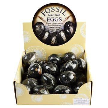 Solid Orthoceras Nautiloids Egg