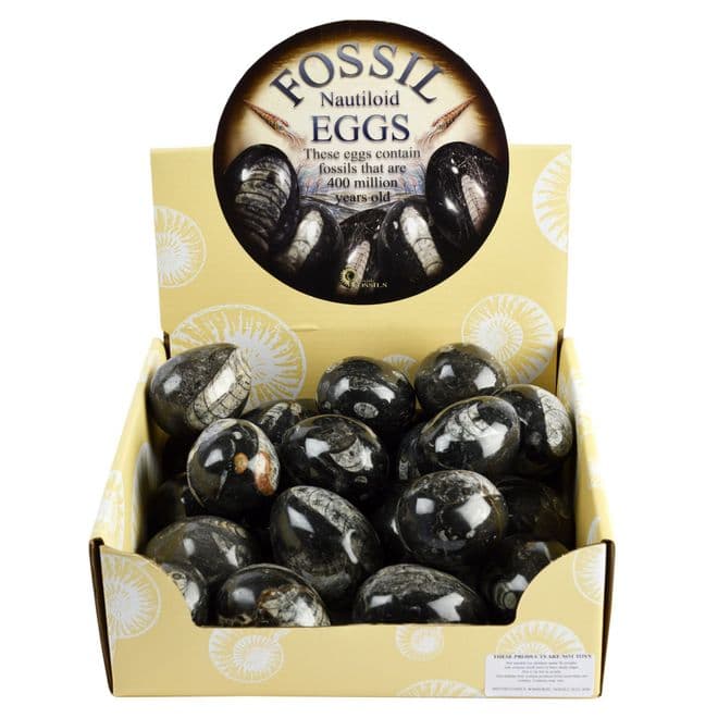 Solid Orthoceras Nautiloids Egg.