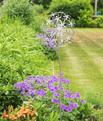 Stainless Steel -  Giant Allium - 138cm Tall.