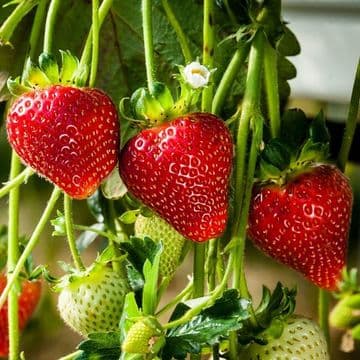 Strawberry Plants - Garden Merit Award Winner -Elsanta