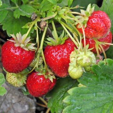 Strawberry Plants - RHS Garden Merit Award Winner - Cambridge Favourite