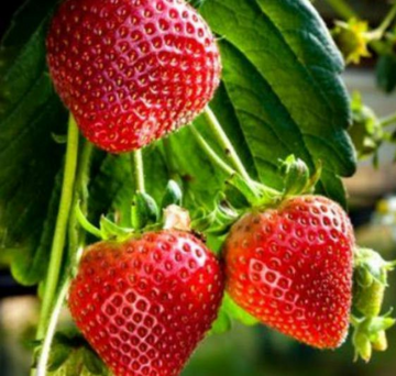 Strawberry Plants - RHS Garden Merit Award Winner - Sweetheart