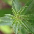Lemon Verbena - 8.5cm Pot - Herb.