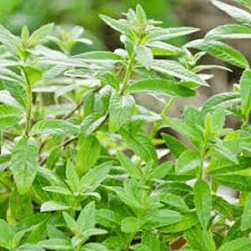 Strong Scented - Lemon Verbena - 8.5cm Pot - Herb