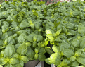 Sweet Basil - 9cm Pot - Herb.
