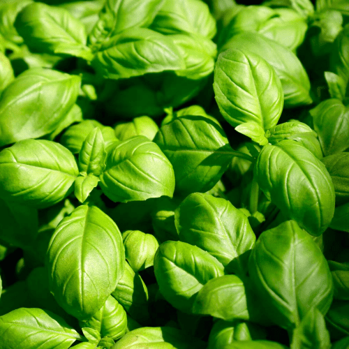 Sweet Basil - 9cm Pot - Herb.