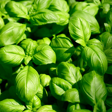 Sweet Basil - 8.5cm Pot - Herb