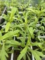 Tarragon - 8.5cm Pot - Herb.