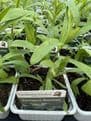 Tarragon - 8.5cm Pot - Herb.