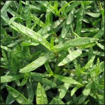 Tarragon - 8.5cm Pot - Herb