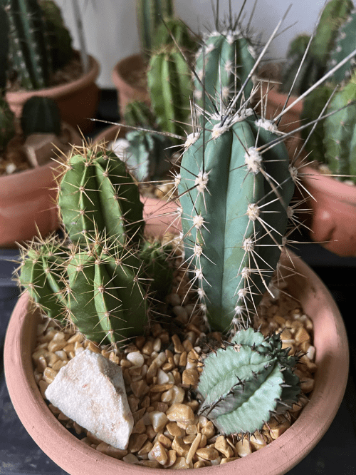 Terracotta Cacti Planter.
