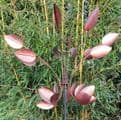The Copper Beech Wind Spinner.