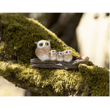 The Owl Family