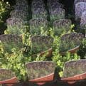Thyme Lemon Variegated - 8.5cm Pot - Herb.