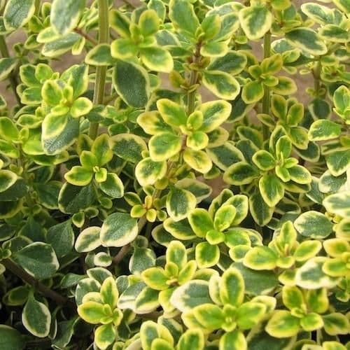 Thyme Lemon Variegated - 8.5cm Pot - Herb.