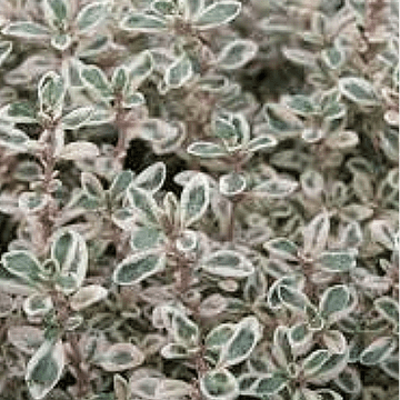 Thyme Silver Posie - 8.5cm Pot - Herb