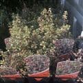 Thyme Silver Queen - 8.5cm Pot - Herb.