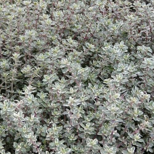 Thyme Silver Queen - 8.5cm Pot - Herb.
