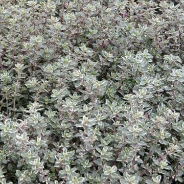 Thyme Silver Queen - 8.5cm Pot - Herb