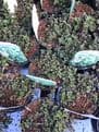 Thymus - Citriodorus  - Green Lemon - 10.5cm Pot.
