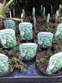 Thymus - Citriodorus  - Green Lemon - 10.5cm Pot.