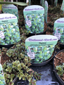 Thymus - Citriodorus  - Green Lemon - 10.5cm Pot.