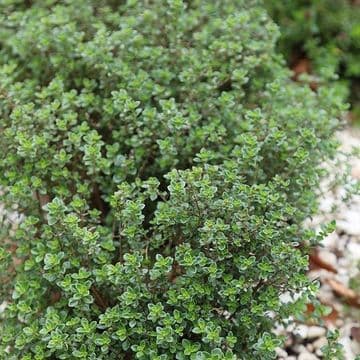Thymus - Citriodorus  - Green Lemon - 10.5cm Pot