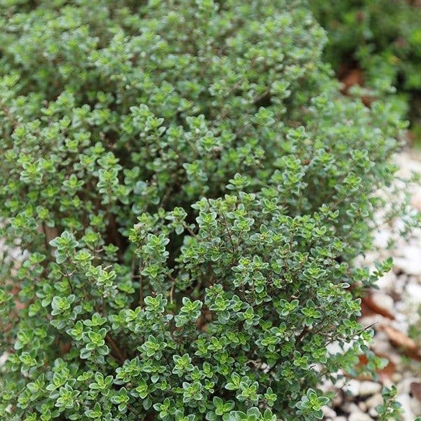 Thymus - Citriodorus  - Green Lemon - 10.5cm Pot.