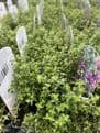 Thymus - Creeping Red Thyme - 8.5cm Pot.