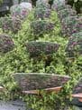 Thymus - Creeping Red Thyme - 8.5cm Pot.