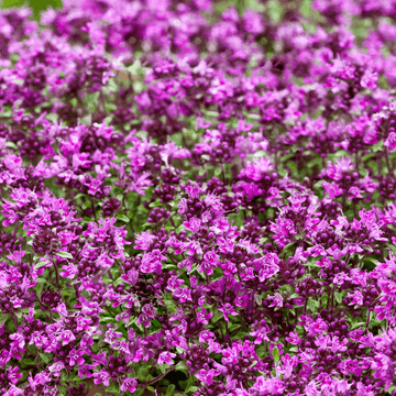 Thymus - Creeping Red Thyme - 8.5cm Pot