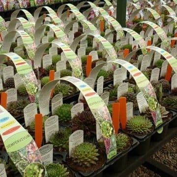 Trade Pack - 20 - 6 packs Hardy Sempervivums - Alpine plants