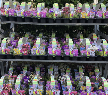 TRADE PACK - 20 PACKS - 120 PLANTS - FOR COLLECTION ONLY FROM LN8 - Perennial Hardy Alpines