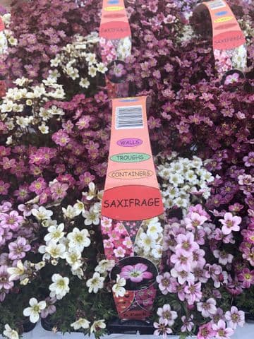 TRADE PACK - 20 PACKS - 120 PLANTS - FOR COLLECTION ONLY - Perennial Hardy Saxifrage