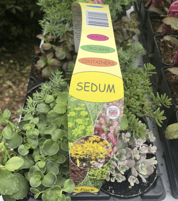 TRADE PACK ORDER- 20 PACKS - 120 PLANTS - FOR COLLECTION ONLY FROM LN8 Mixed Perennial Hardy Sedum