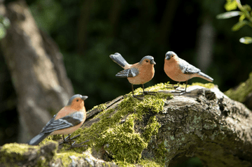Trio of Garden Chaffinch - Birds for your home or Garden
