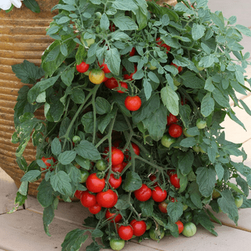 Tumbling Tom Red - Young Tomato Plants- 9cm Pot