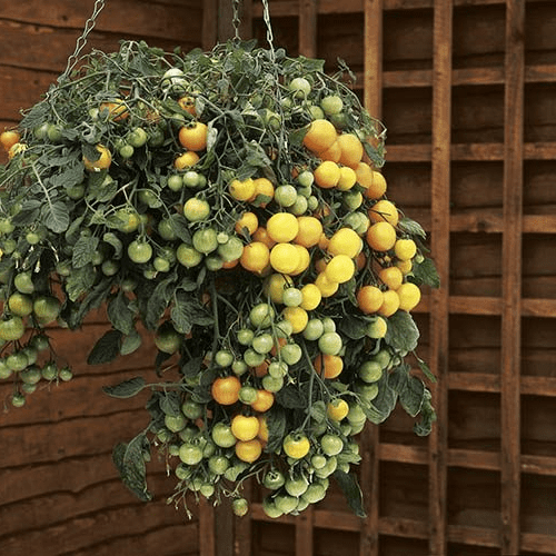 Tumbling Tom Yellow Young Tomato Plants 8.5cm pots.