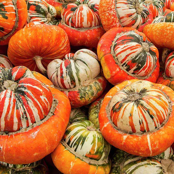 Turks Turban Squash.