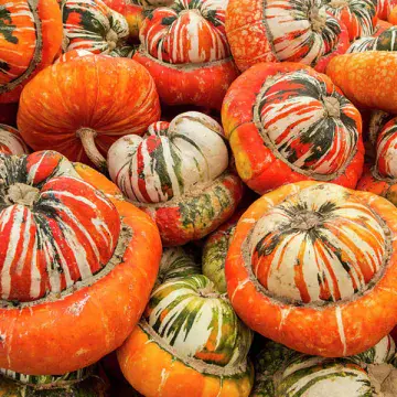 Turks Turban Squash